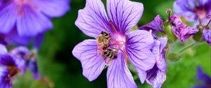 Preview wallpaper flower, nectar, pollen, bee