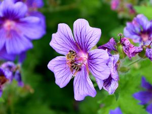 Preview wallpaper flower, nectar, pollen, bee