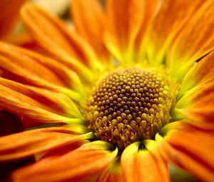 Preview wallpaper flower, orange, close-up, petals
