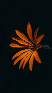 Preview wallpaper flower, orange, dark, petals