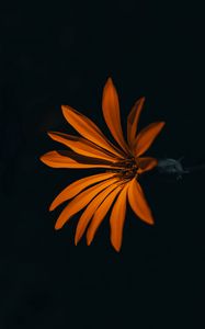 Preview wallpaper flower, orange, dark, petals
