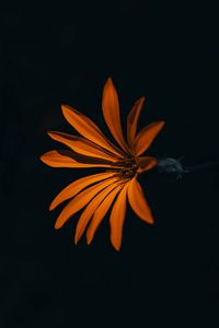Preview wallpaper flower, orange, dark, petals