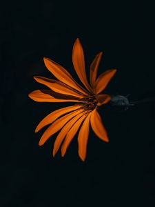 Preview wallpaper flower, orange, dark, petals
