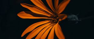 Preview wallpaper flower, orange, dark, petals