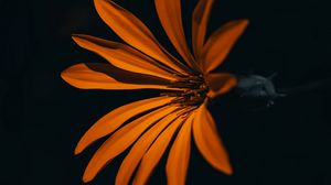 Preview wallpaper flower, orange, dark, petals