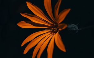 Preview wallpaper flower, orange, dark, petals