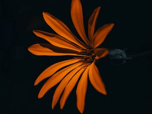 Preview wallpaper flower, orange, dark, petals