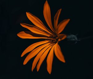 Preview wallpaper flower, orange, dark, petals