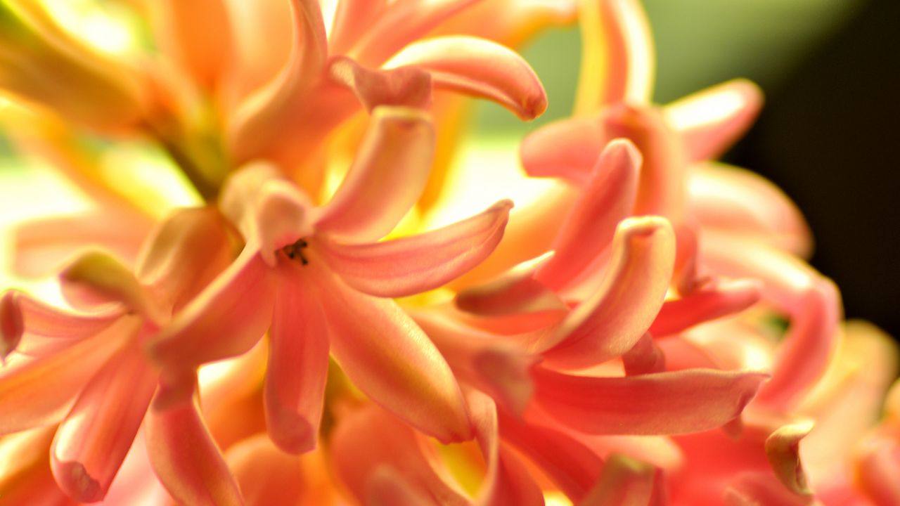 Wallpaper flower, orange, hyacinth, nature