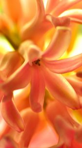 Preview wallpaper flower, orange, hyacinth, nature