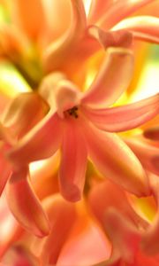 Preview wallpaper flower, orange, hyacinth, nature