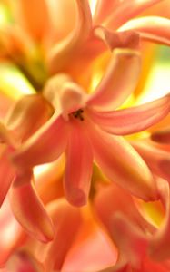 Preview wallpaper flower, orange, hyacinth, nature