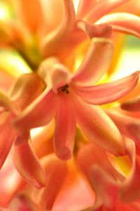 Preview wallpaper flower, orange, hyacinth, nature