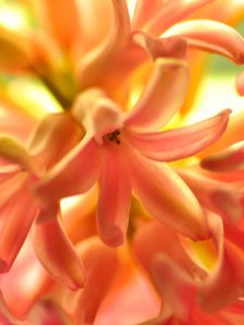 Preview wallpaper flower, orange, hyacinth, nature