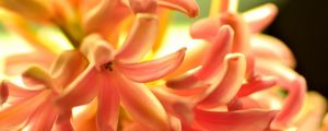 Preview wallpaper flower, orange, hyacinth, nature