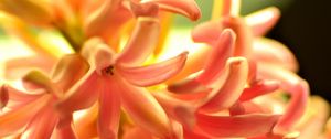 Preview wallpaper flower, orange, hyacinth, nature