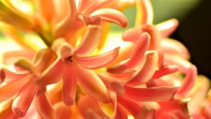 Preview wallpaper flower, orange, hyacinth, nature