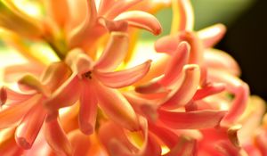 Preview wallpaper flower, orange, hyacinth, nature