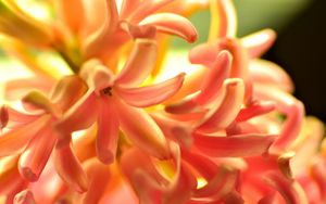 Preview wallpaper flower, orange, hyacinth, nature