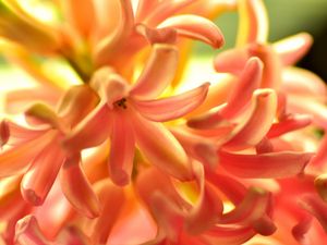 Preview wallpaper flower, orange, hyacinth, nature