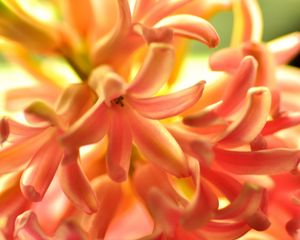 Preview wallpaper flower, orange, hyacinth, nature