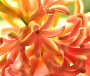 Preview wallpaper flower, orange, hyacinth, nature