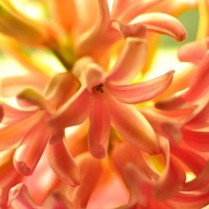 Preview wallpaper flower, orange, hyacinth, nature