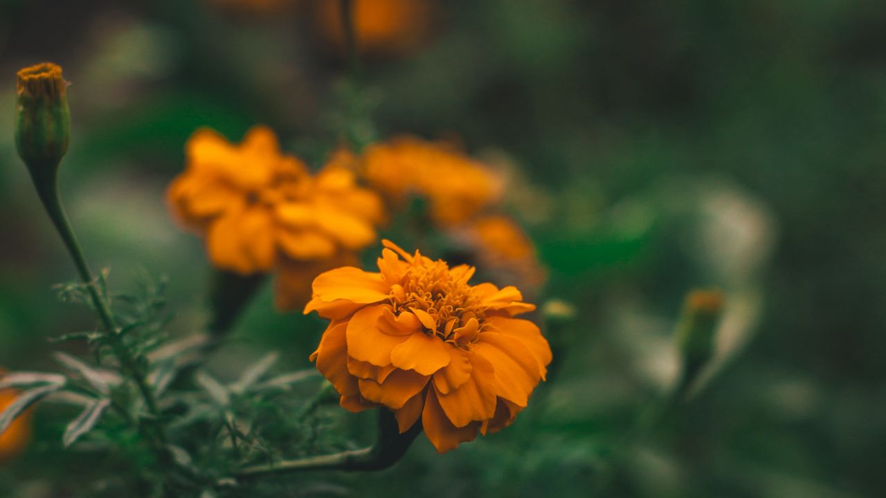 Wallpaper flower, orange, macro, blur, flower bed