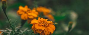 Preview wallpaper flower, orange, macro, blur, flower bed