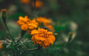 Preview wallpaper flower, orange, macro, blur, flower bed