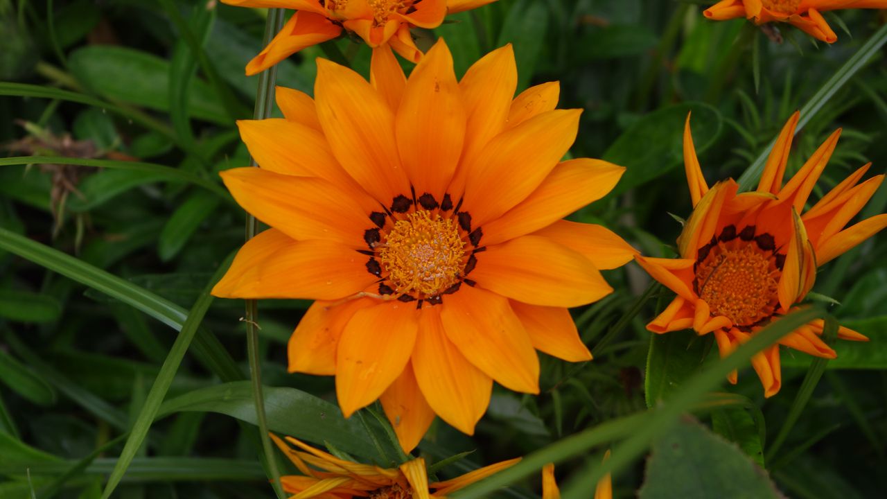 Wallpaper flower, orange, plant, macro