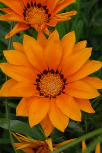 Preview wallpaper flower, orange, plant, macro