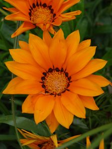 Preview wallpaper flower, orange, plant, macro