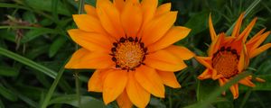 Preview wallpaper flower, orange, plant, macro