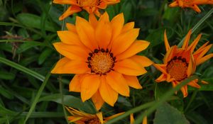 Preview wallpaper flower, orange, plant, macro