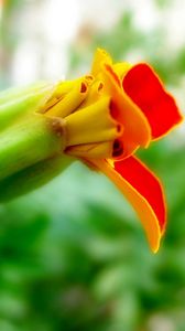 Preview wallpaper flower, orange, red, bud