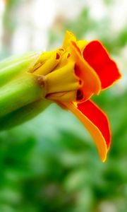 Preview wallpaper flower, orange, red, bud