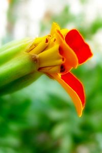 Preview wallpaper flower, orange, red, bud