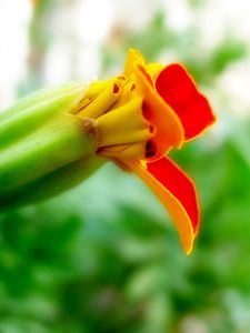 Preview wallpaper flower, orange, red, bud