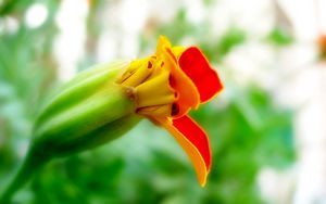 Preview wallpaper flower, orange, red, bud