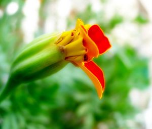 Preview wallpaper flower, orange, red, bud