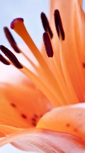 Preview wallpaper flower, orange, stamen, brown