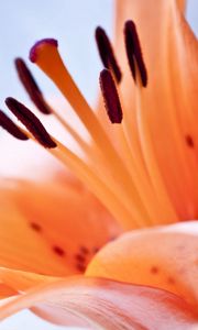 Preview wallpaper flower, orange, stamen, brown