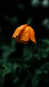 Preview wallpaper flower, orange, wet, drops, macro