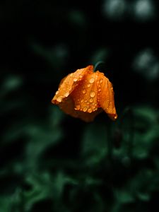 Preview wallpaper flower, orange, wet, drops, macro