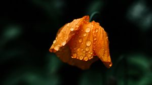 Preview wallpaper flower, orange, wet, drops, macro