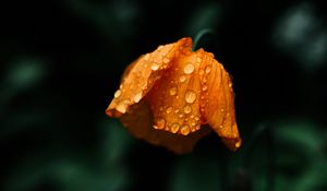 Preview wallpaper flower, orange, wet, drops, macro