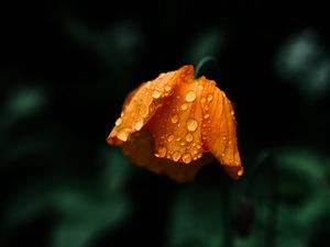 Preview wallpaper flower, orange, wet, drops, macro