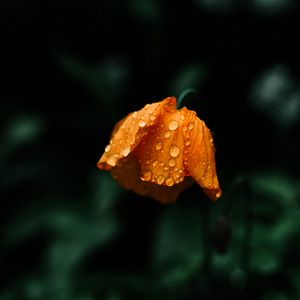 Preview wallpaper flower, orange, wet, drops, macro