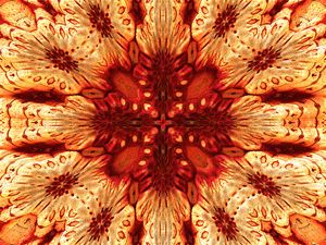 Preview wallpaper flower, pattern, fractal, abstraction